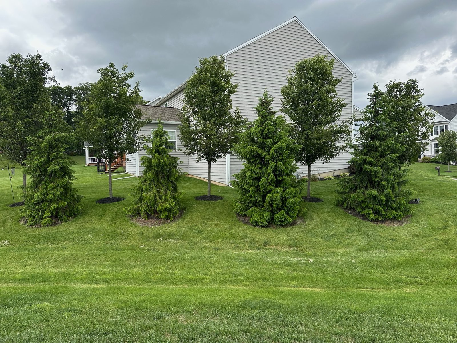 Healthy turf around a row of young Serbian Spruce in Central PA