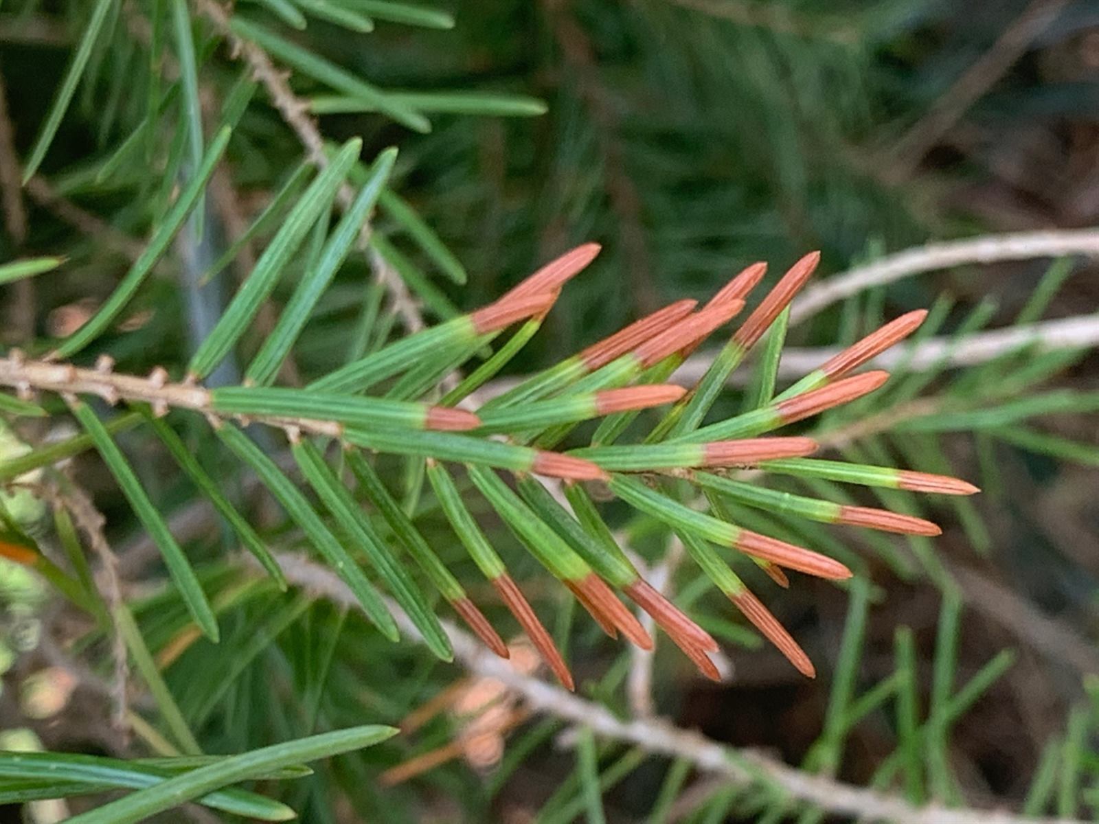 Browning interior needles from needle cast disease on a Colorado blue spruce in Harrisburg, PA — a common plant health care call