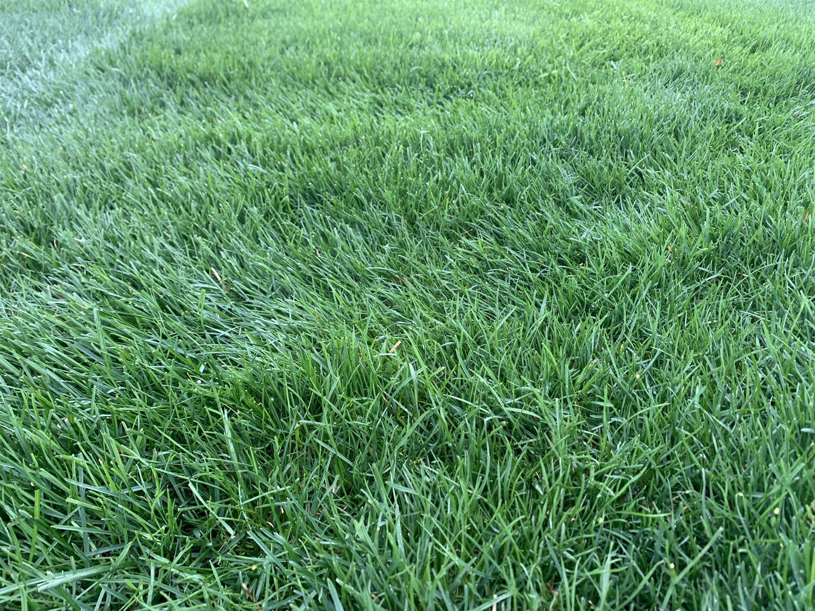 Close-up of dense, dark-green tall fescue turf on a Harrisburg, PA lawn maintained by Lawns Plants & Pests LLC