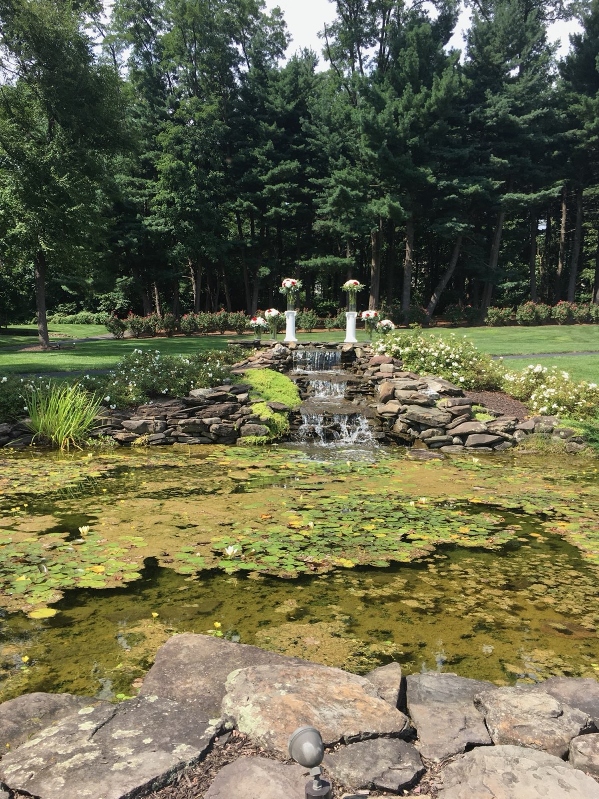 Algae building up in an ornamental pond in Central PA