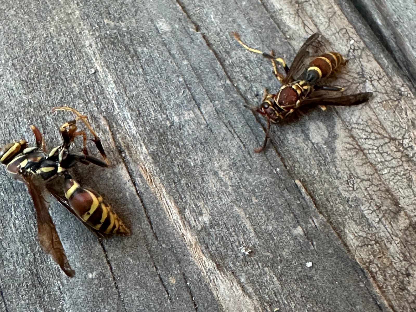 Two paper wasps on a weathered gray deck board in Central PA, showing their slender bodies, long legs, and reddish-brown abdomens banded in yellow