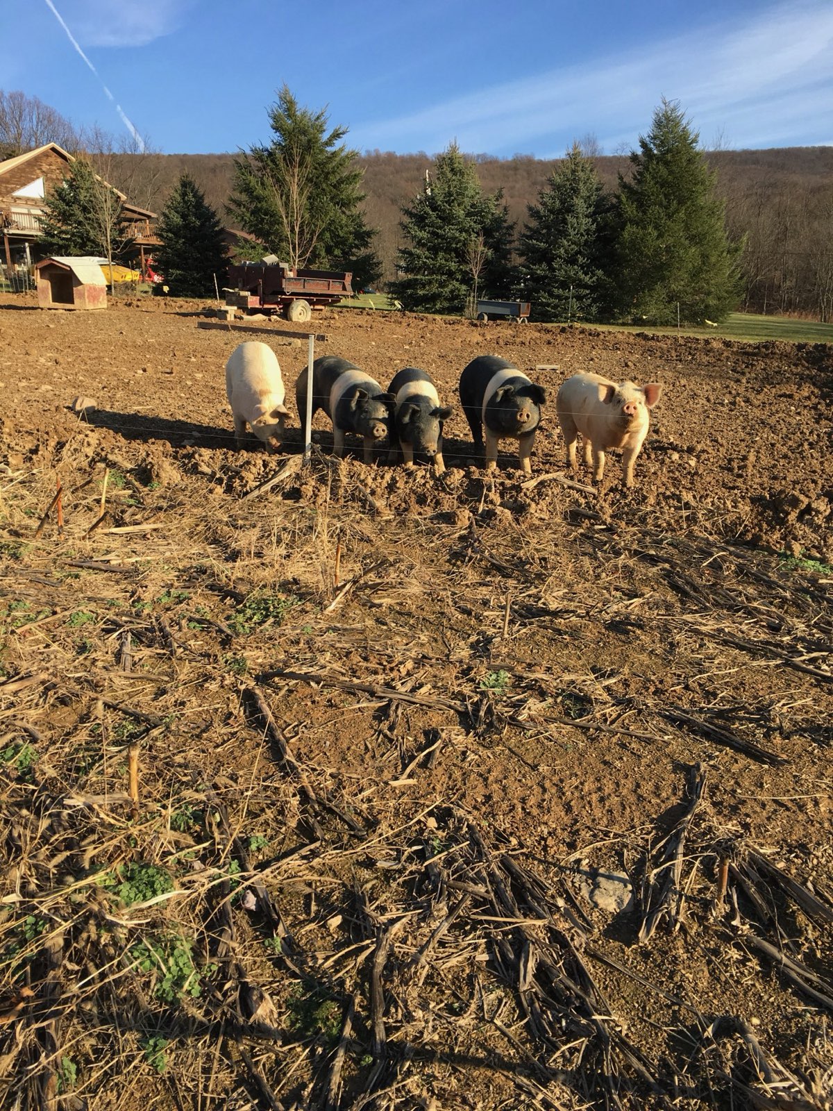 Pigs and sheep on a local farm in Central PA