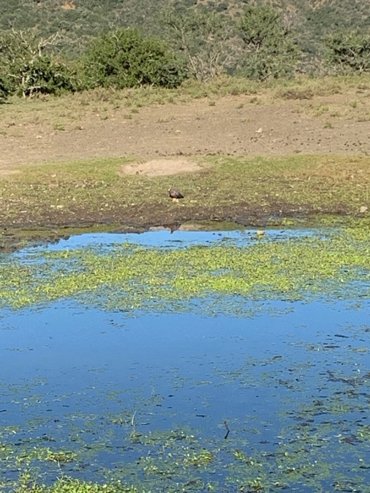 Algae and duckweed spreading across a pond in Central PA