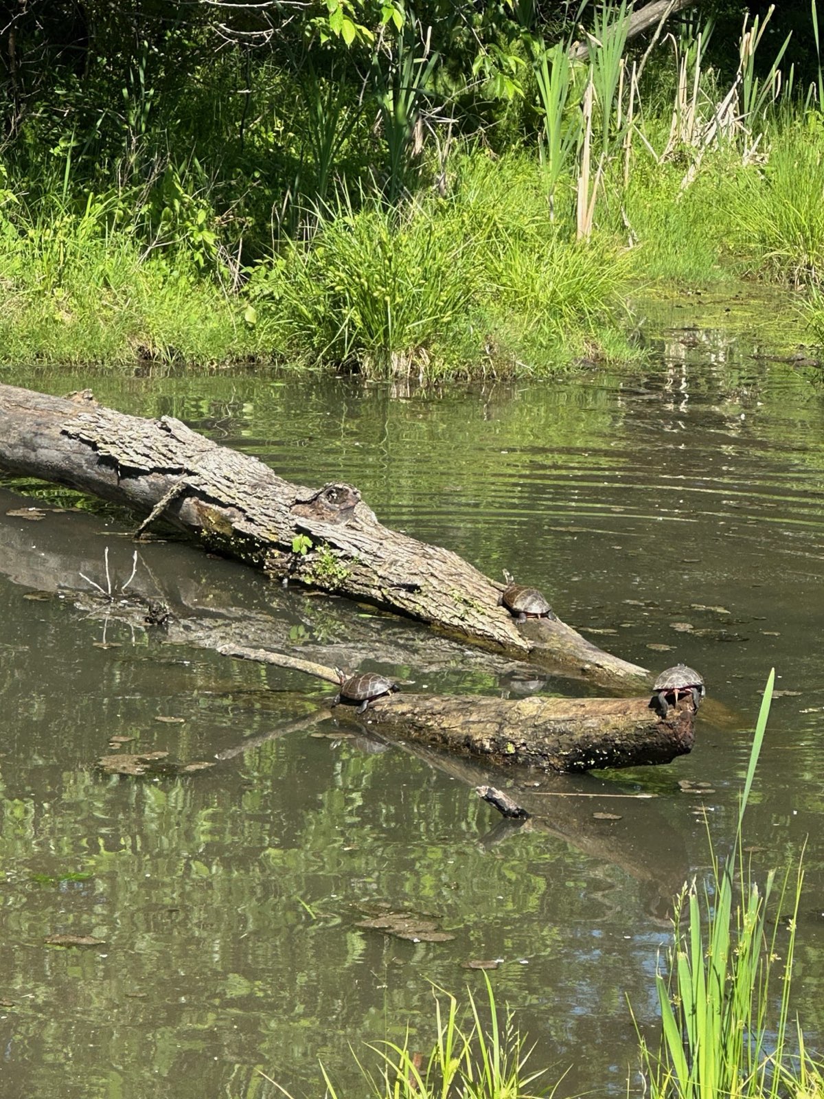 A small pond with a fallen log and emerging weeds in Central PA