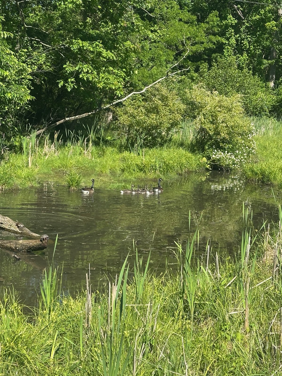 A pond edge with shoreline plants and overhanging brush in Central PA