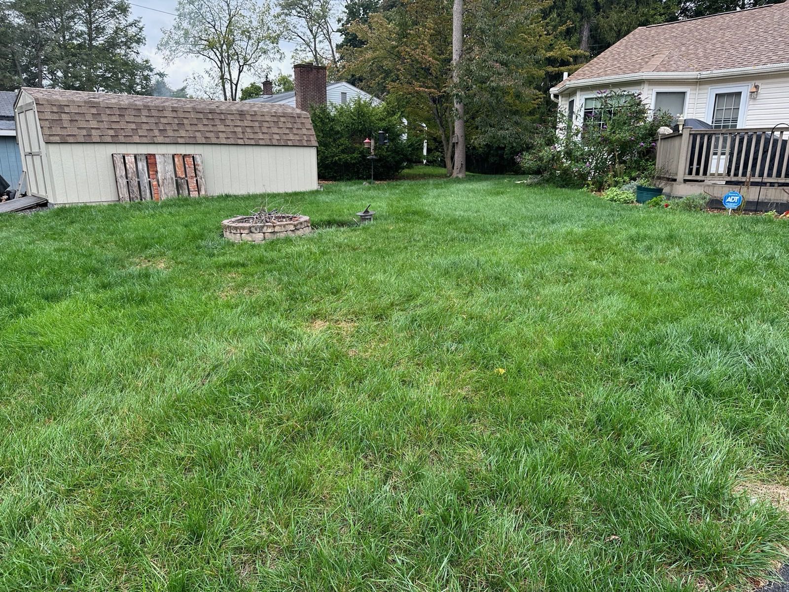 A renovated lawn after the new seed has filled in in Central PA