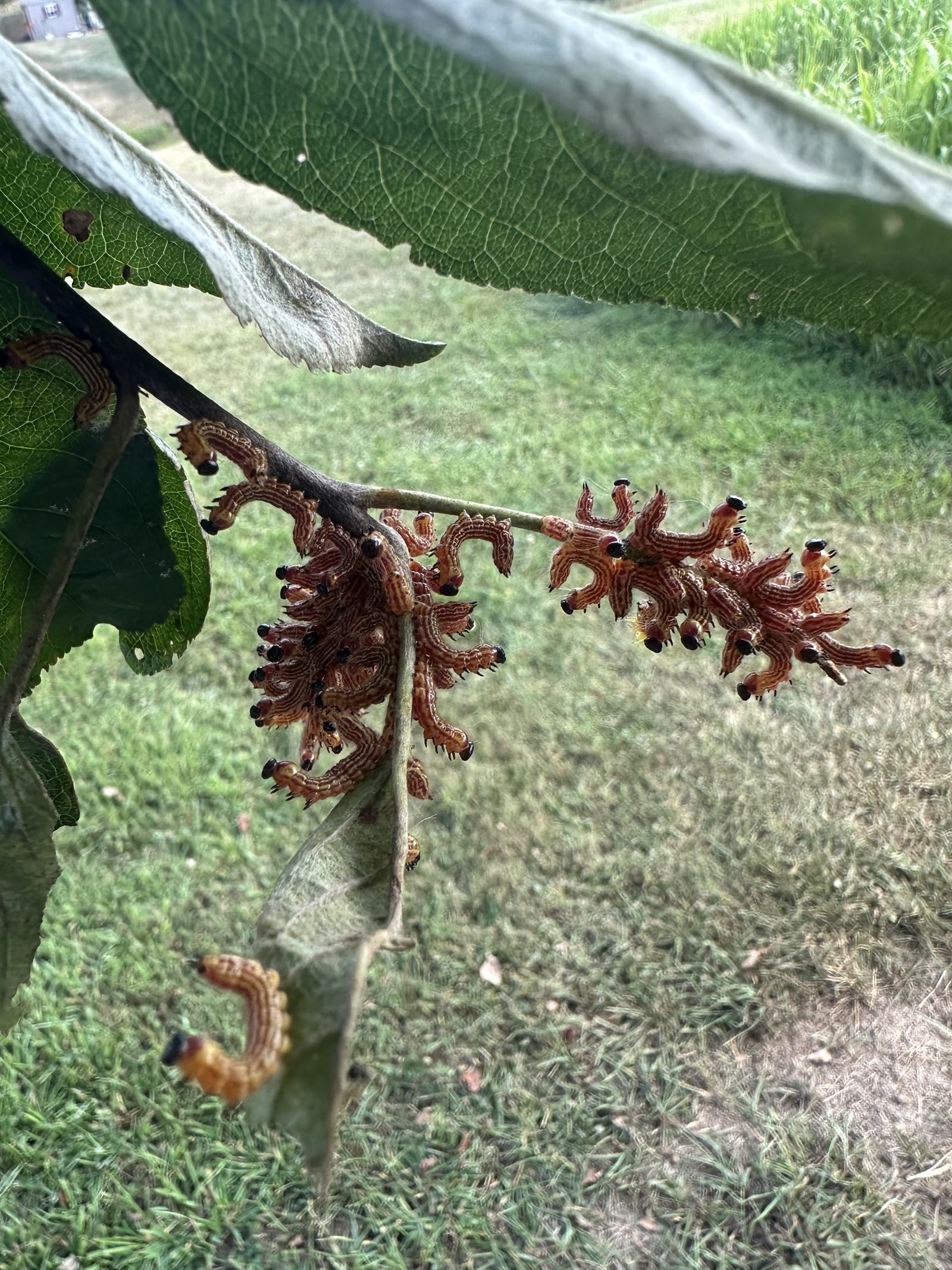 Sawfly larvae feeding in a group on foliage in Harrisburg, PA