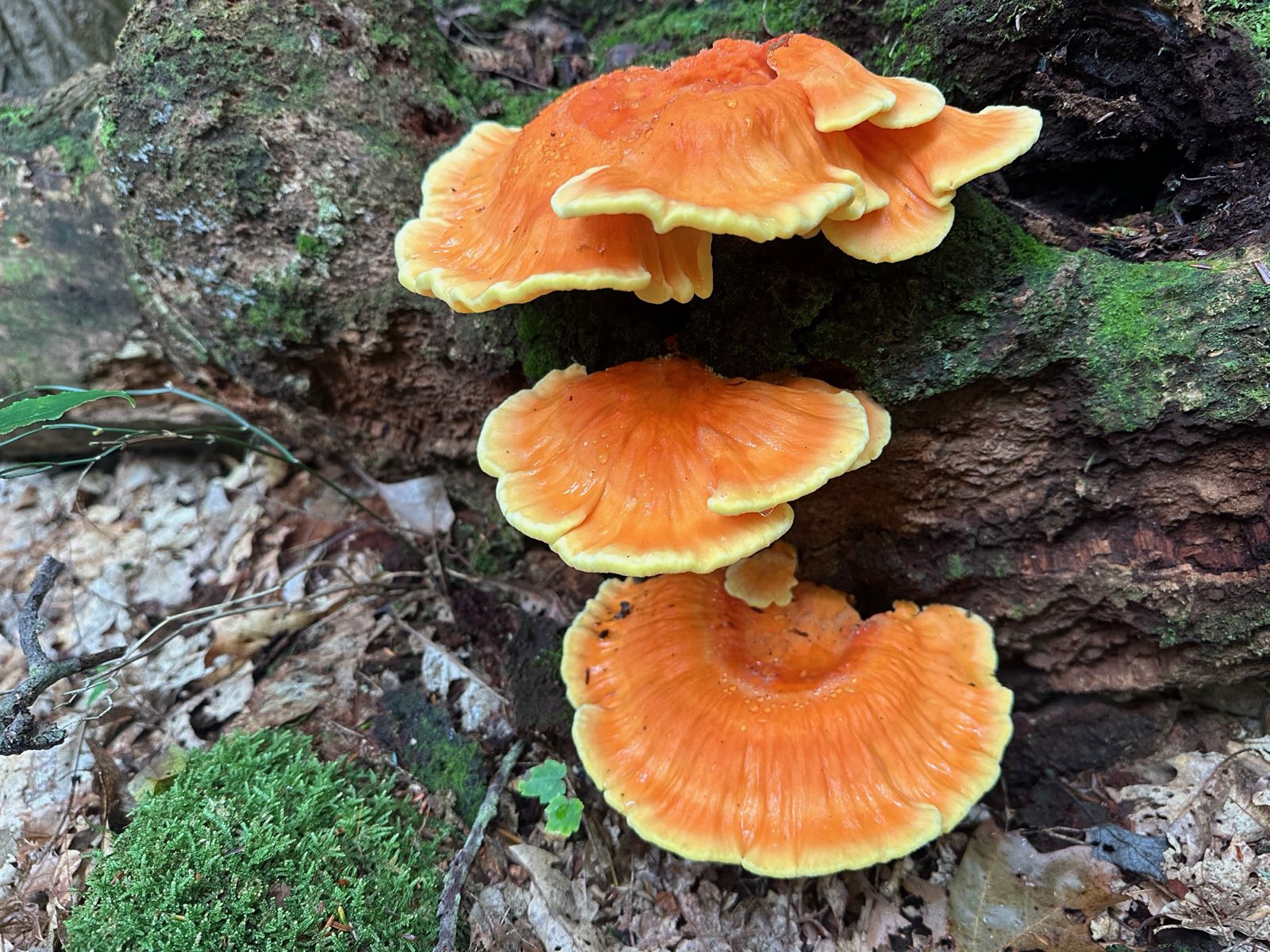 Orange shelf fungus growing on decaying wood in Central PA