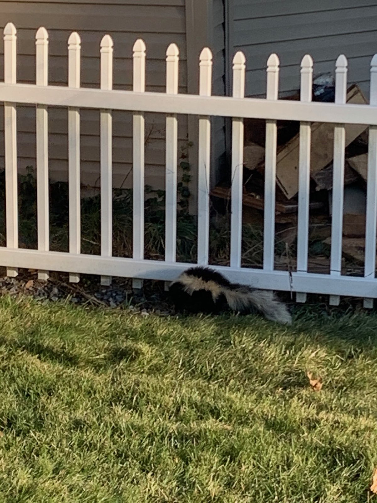 A skunk heading under a fence line in Central PA