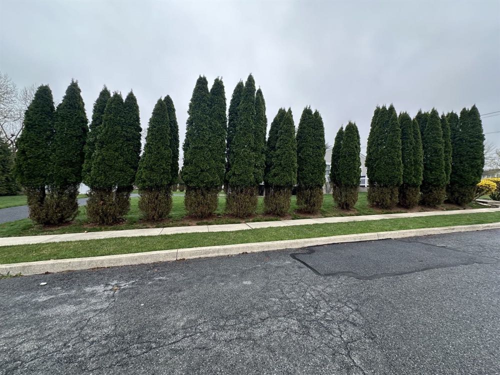 Row of arborvitae stripped bare from the ground up by winter deer browse damage at a Harrisburg, PA home