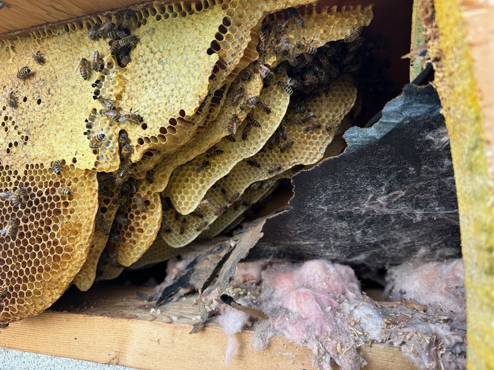 Honey bee comb exposed inside an opened wall in Central PA