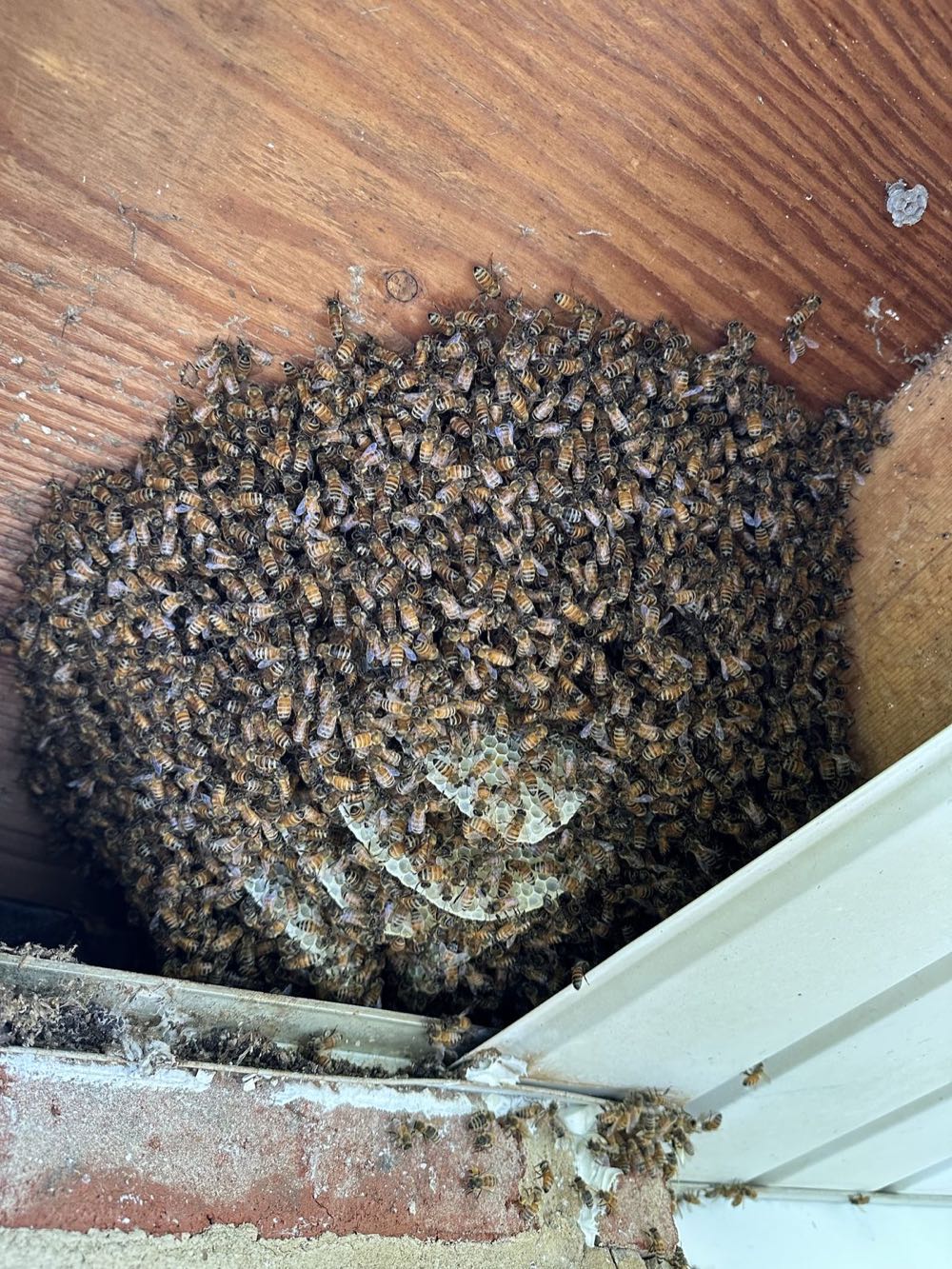 Established honey bee colony with exposed comb inside a wall void of a Harrisburg, PA home before live relocation