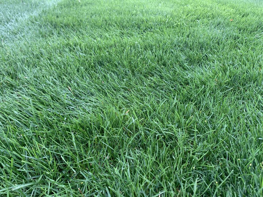 Close-up of dense, dark-green tall fescue turf on a Harrisburg, PA lawn maintained by Lawns Plants & Pests LLC
