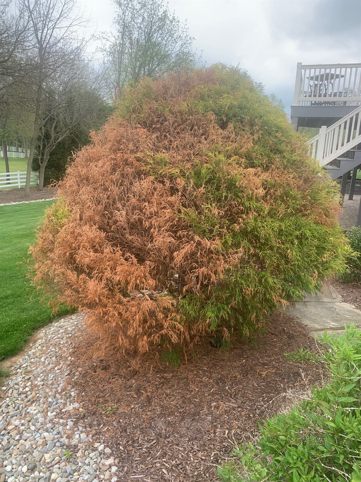 Spider mite damage causing stippled bronzed foliage on a shrub in Harrisburg, PA