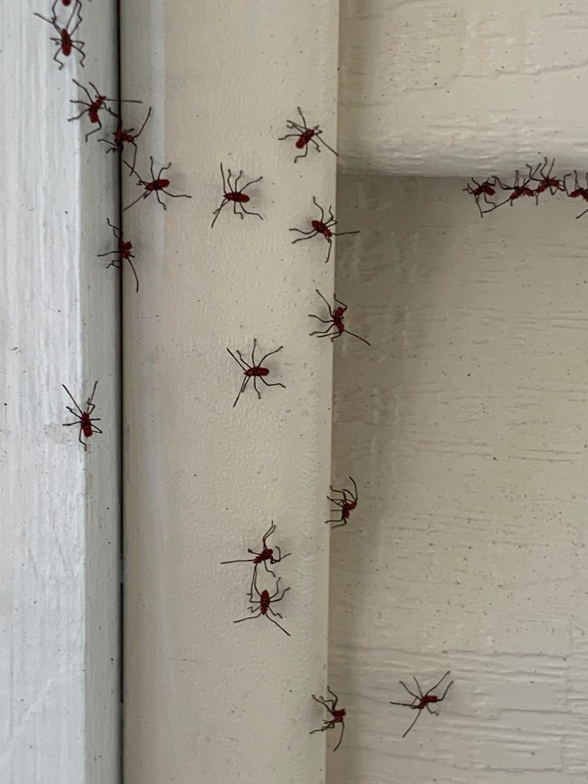 Spiders gathered on exterior siding in Central PA