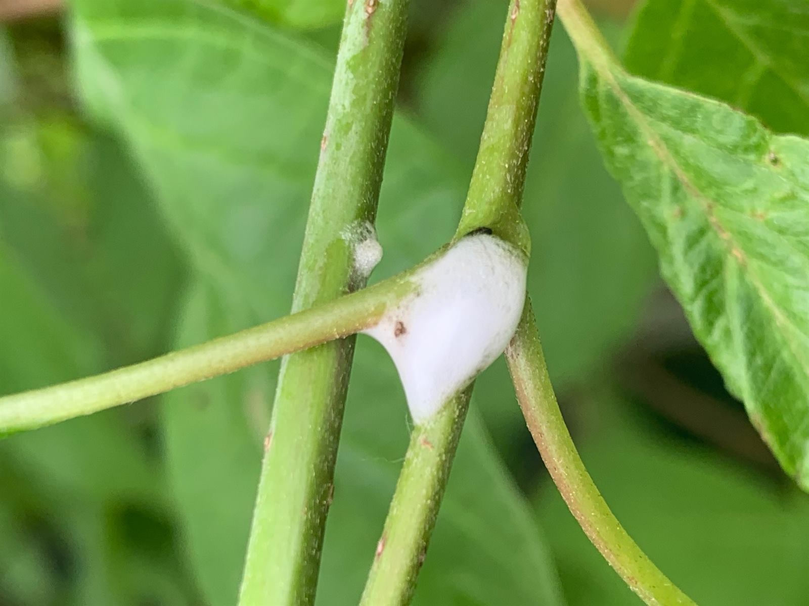 Spittlebug froth mass on a branch in Harrisburg, PA