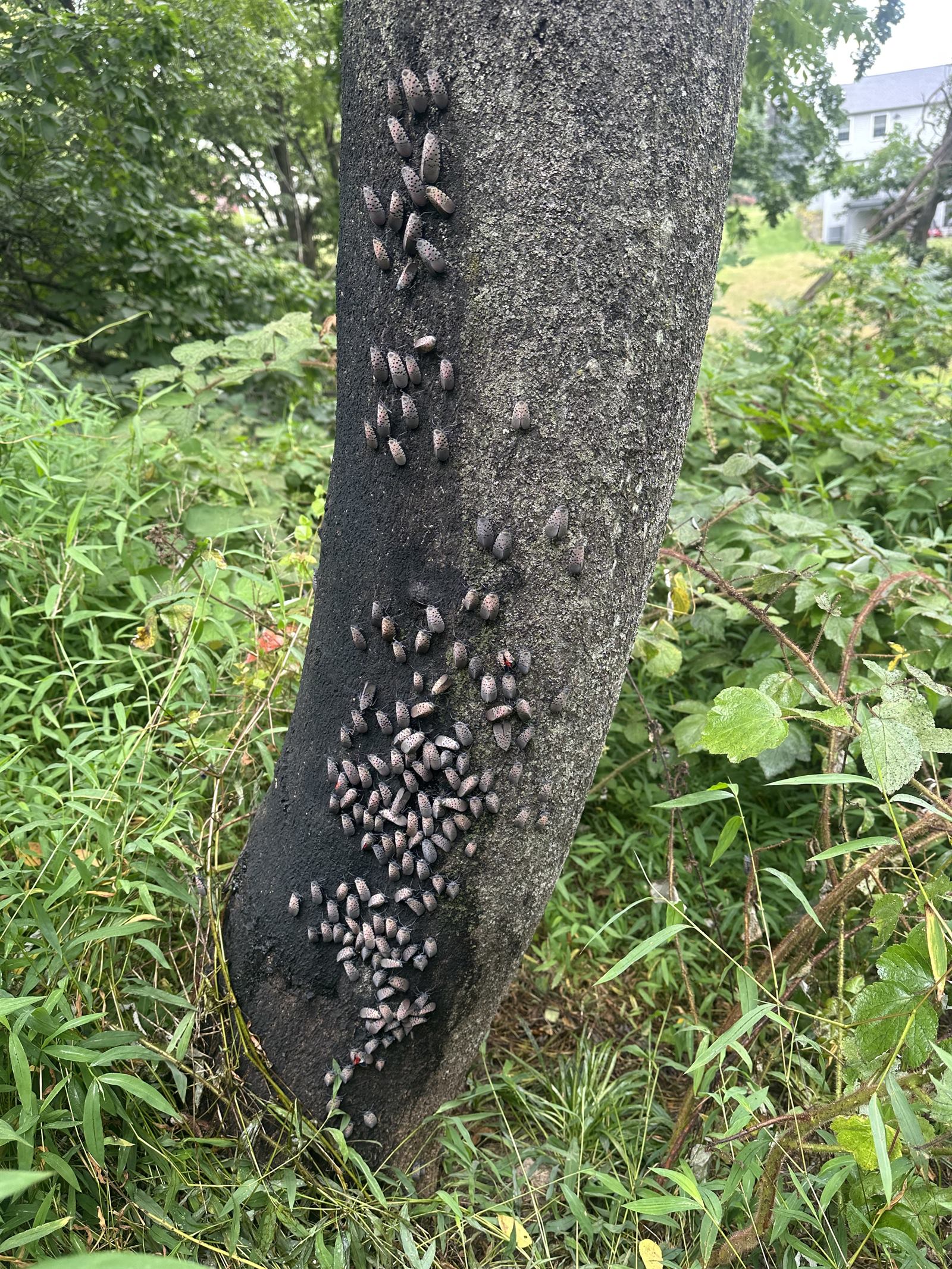Cluster of adult spotted lanternflies on a Central PA tree trunk during summer infestation showing the gray-and-red wing pattern that signals quarantine zone presence