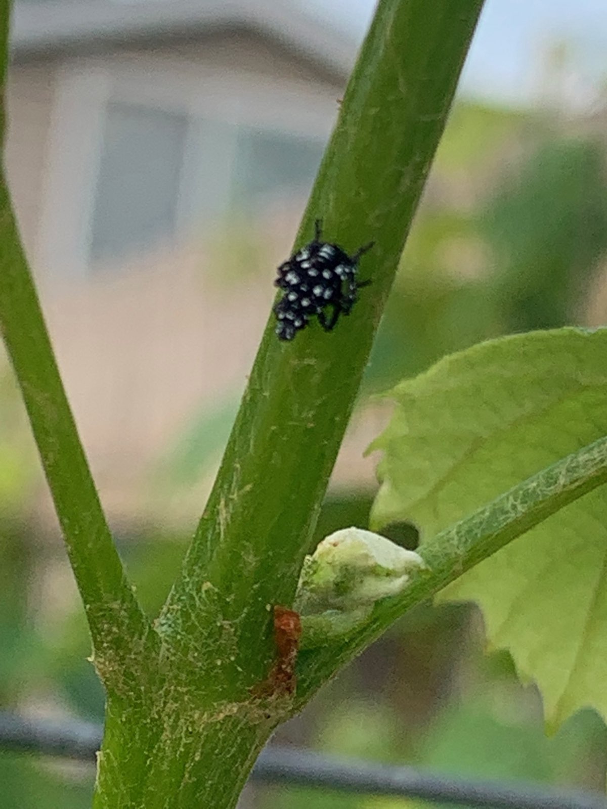 Early-stage spotted lanternfly nymphs in Central PA