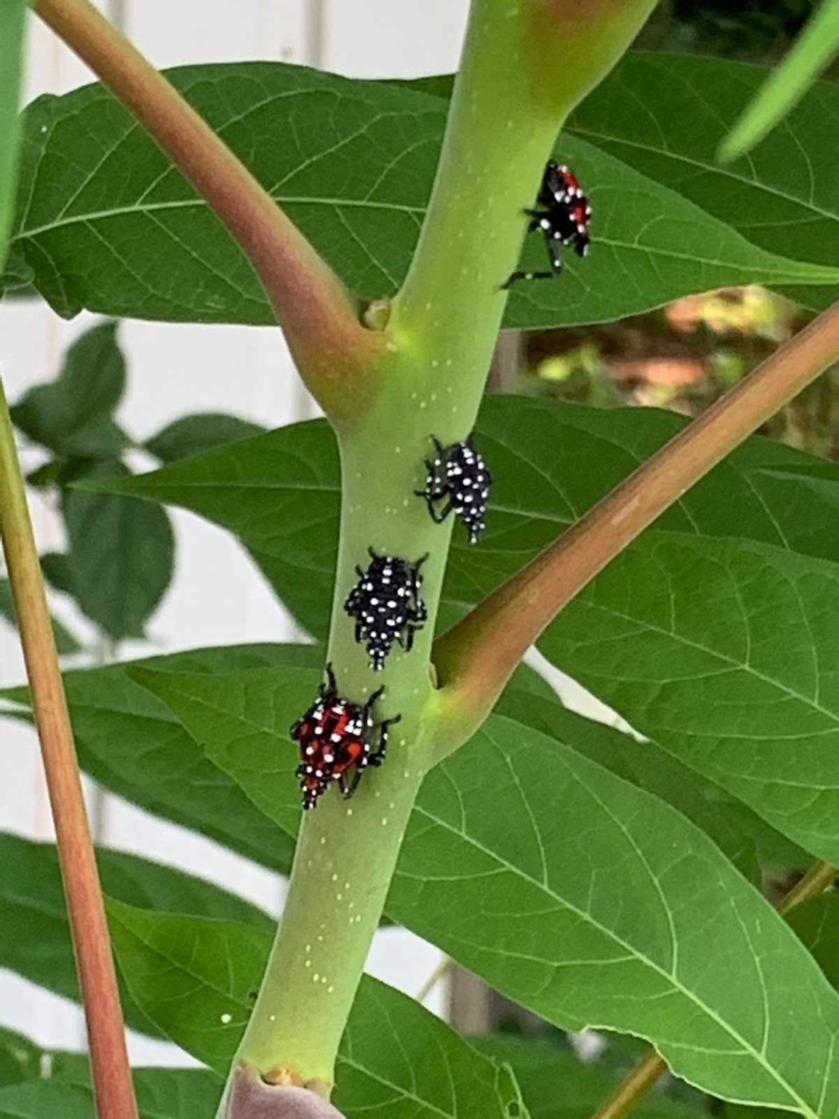 Spotted lanternfly nymphs feeding on a stem in Central PA