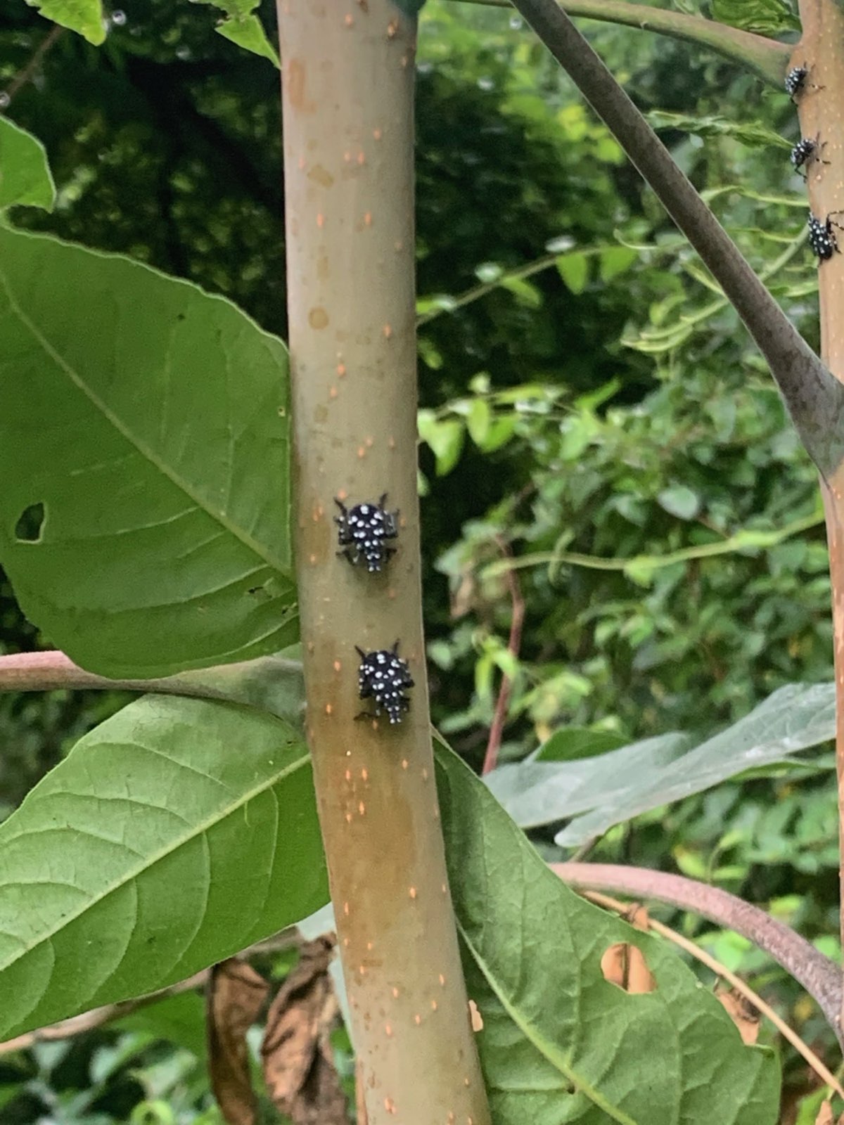 Black-and-white spotted lanternfly nymphs on a young tree in Central PA