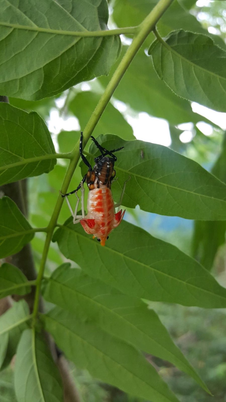A late-stage red spotted lanternfly nymph in Central PA