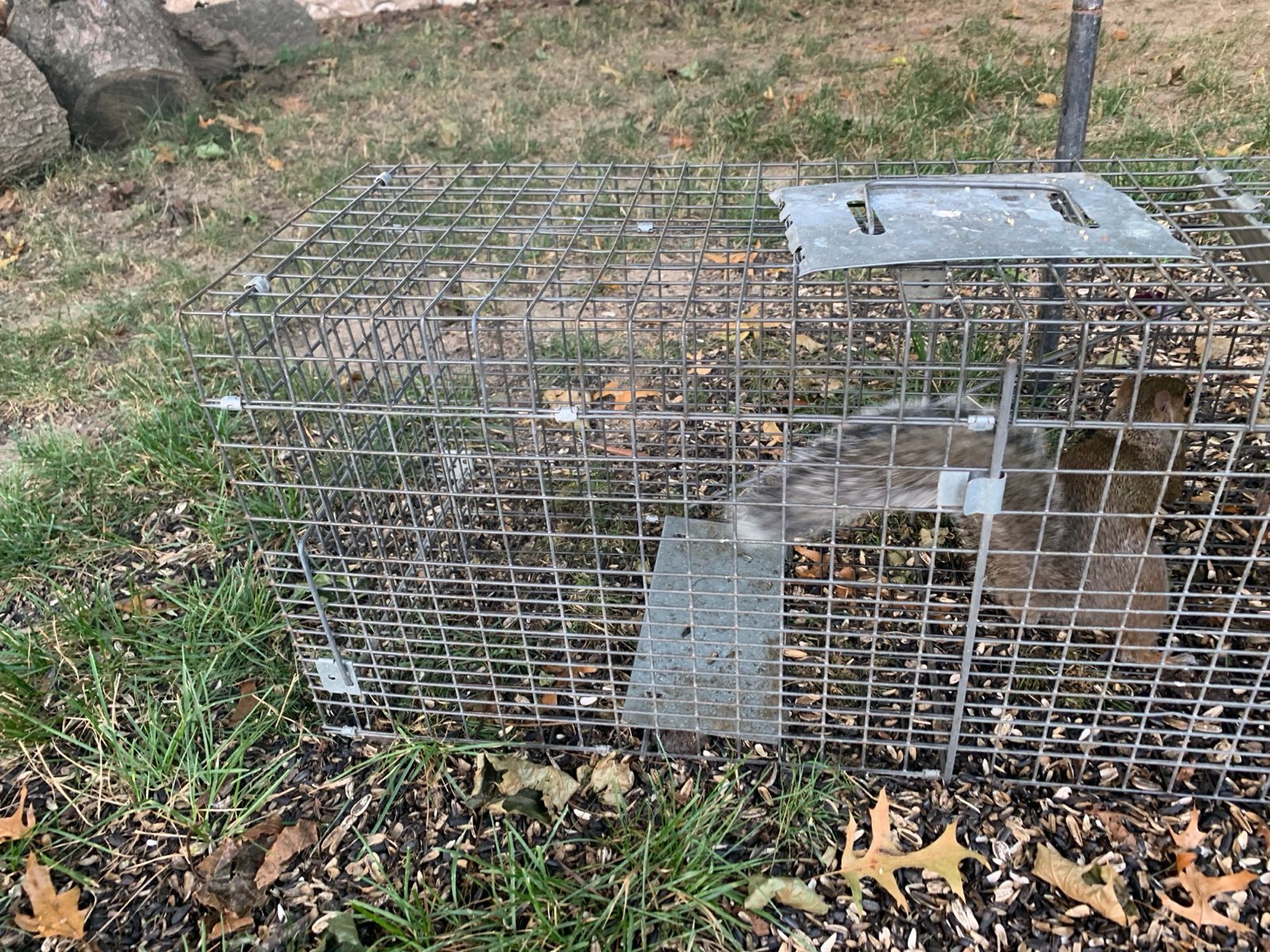 A squirrel caught in a live trap in Central PA