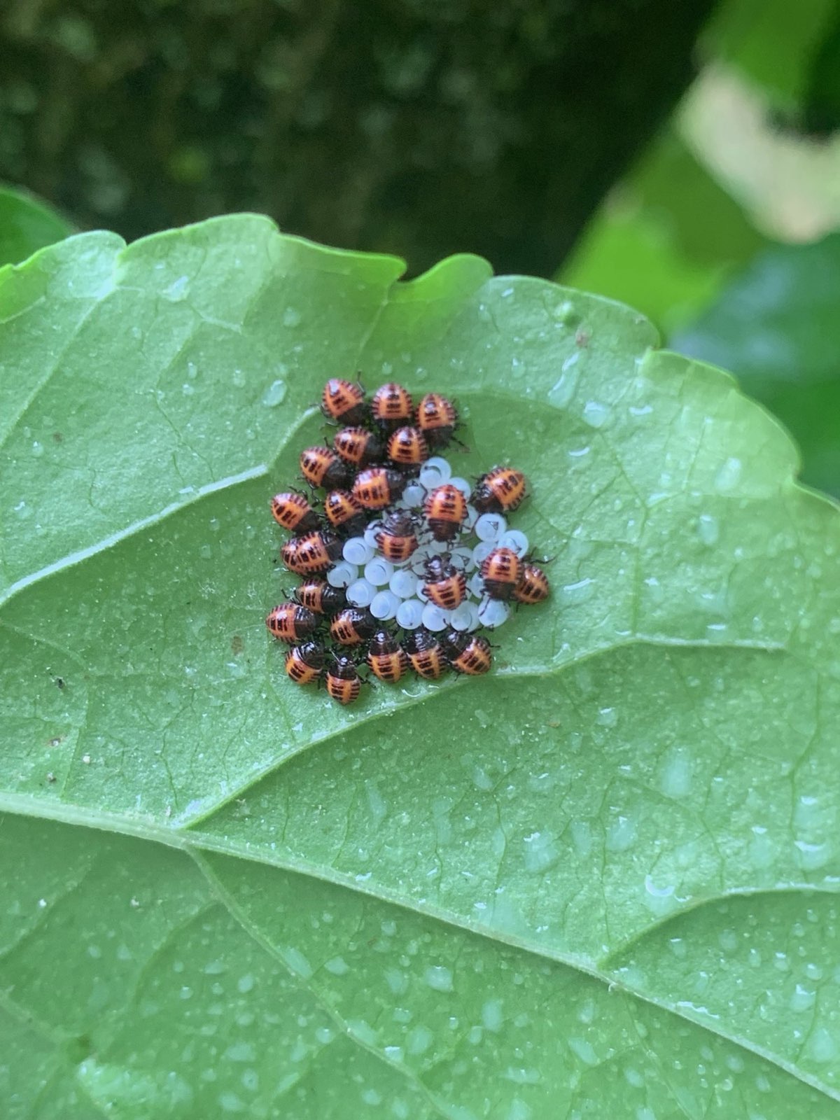 Stink bug eggs and newly hatched nymphs in Central PA