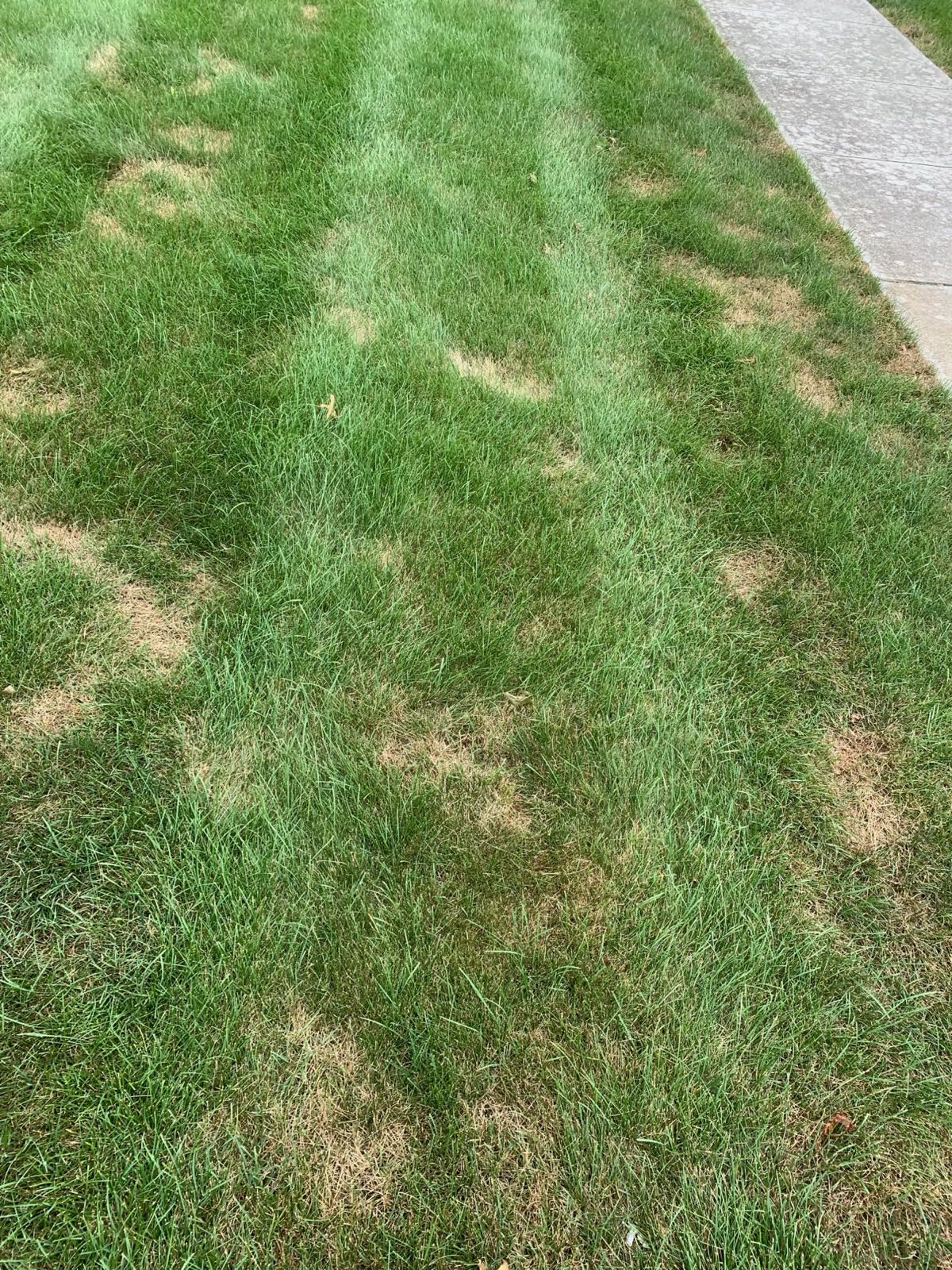 Summer patch and disease on a Central PA property