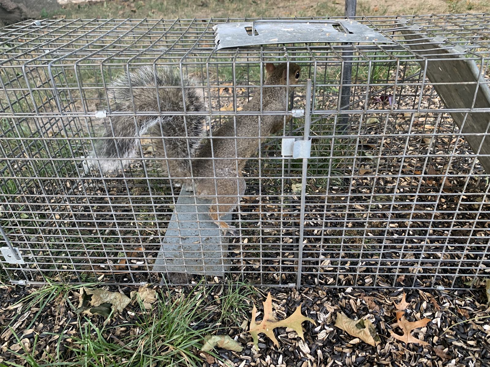 Gray squirrel humanely live-trapped by a PA-certified Nuisance Wildlife Control Operator in Harrisburg