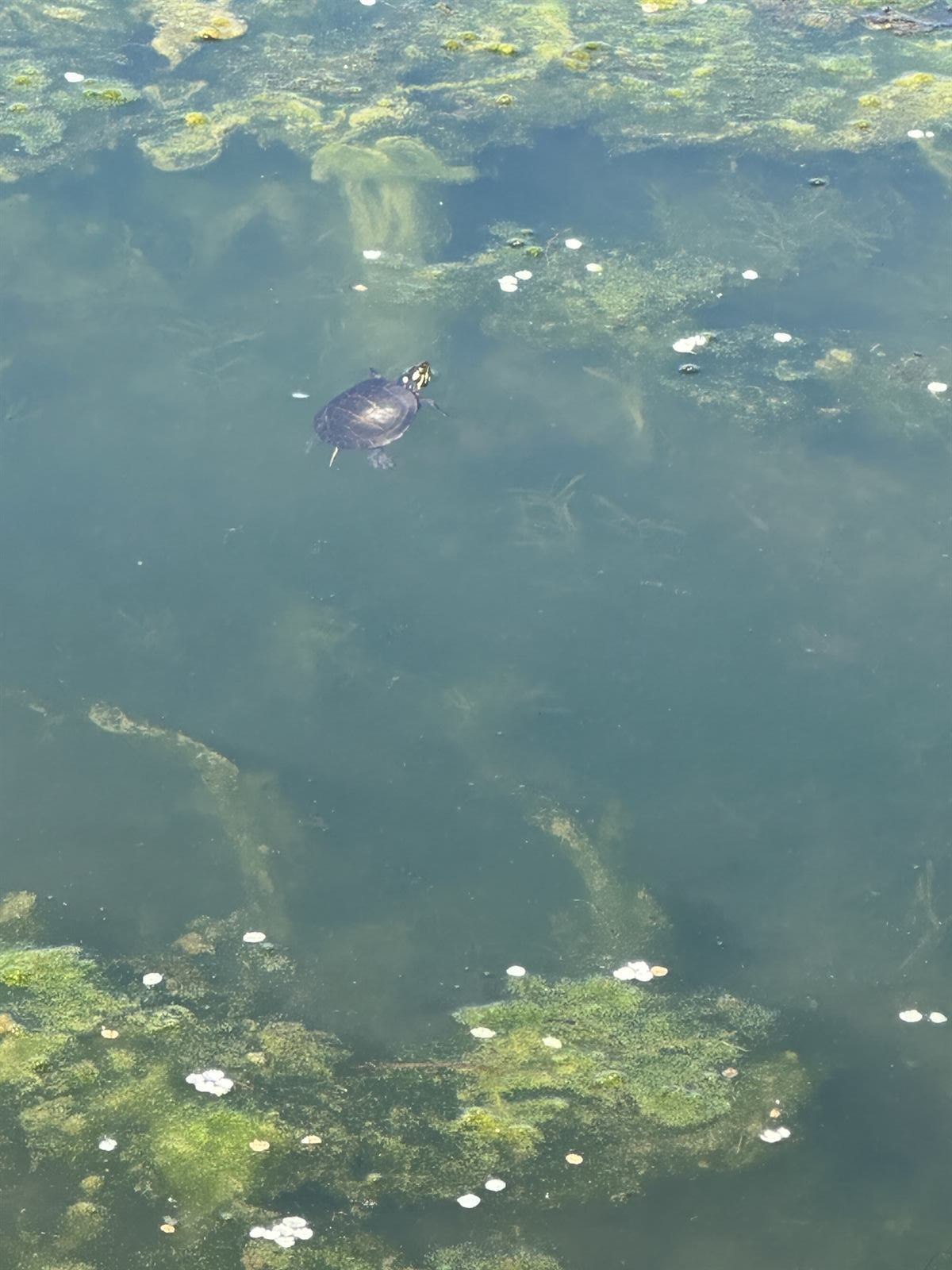 Painted turtle swimming in a restored pond in Enola, PA after multi-season pond restoration