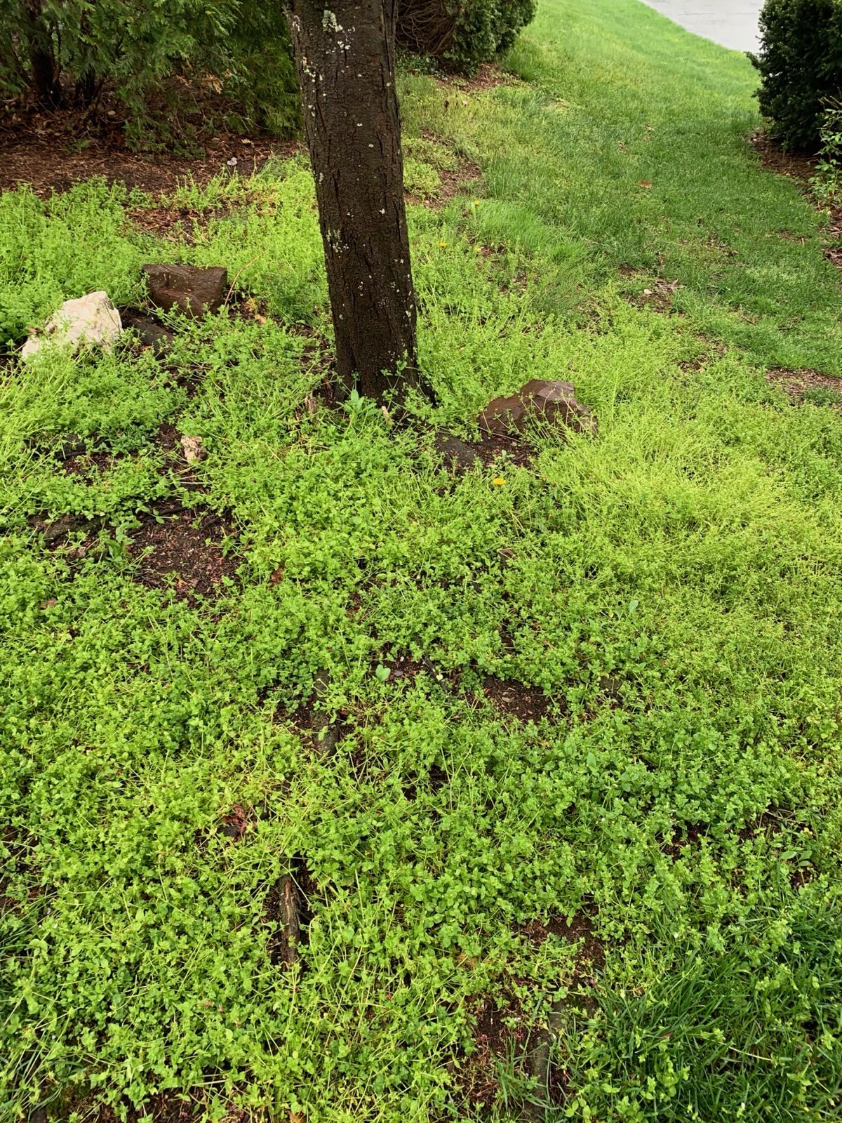 Weeds moving into thin turf under a tree in Central PA