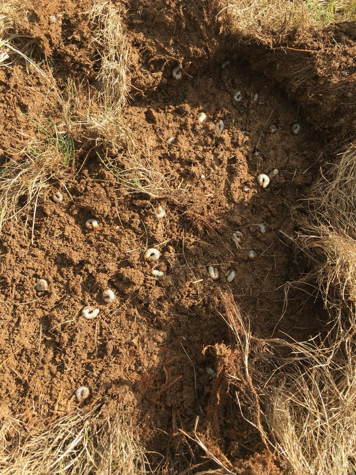White grubs exposed in the soil under damaged turf in Central PA