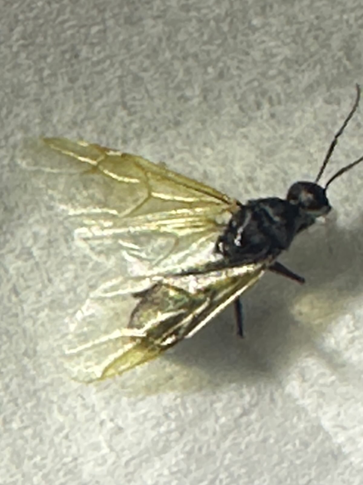 A winged ant swarmer found indoors in Central PA