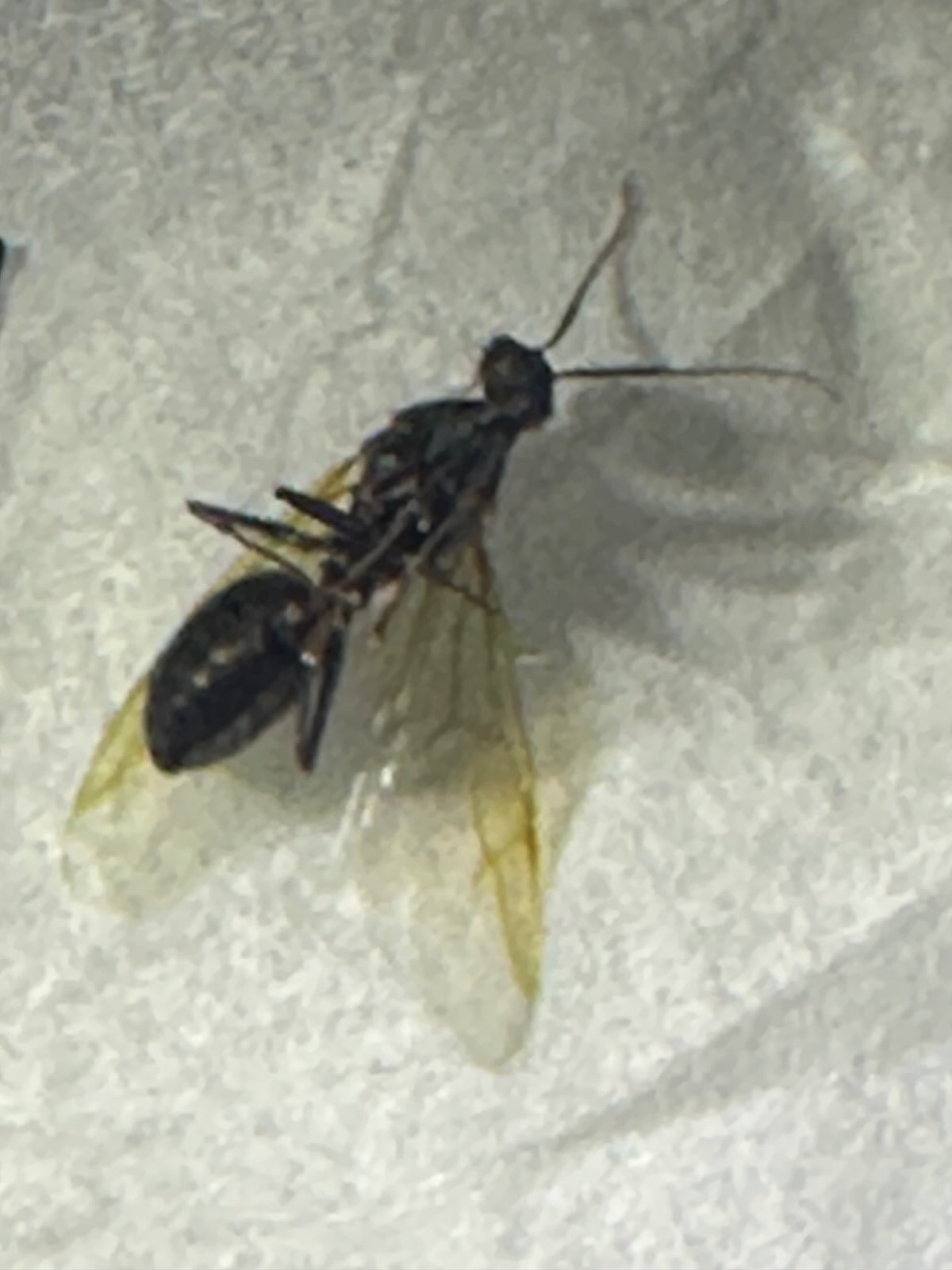 Winged ant swarmer, side view in Central PA