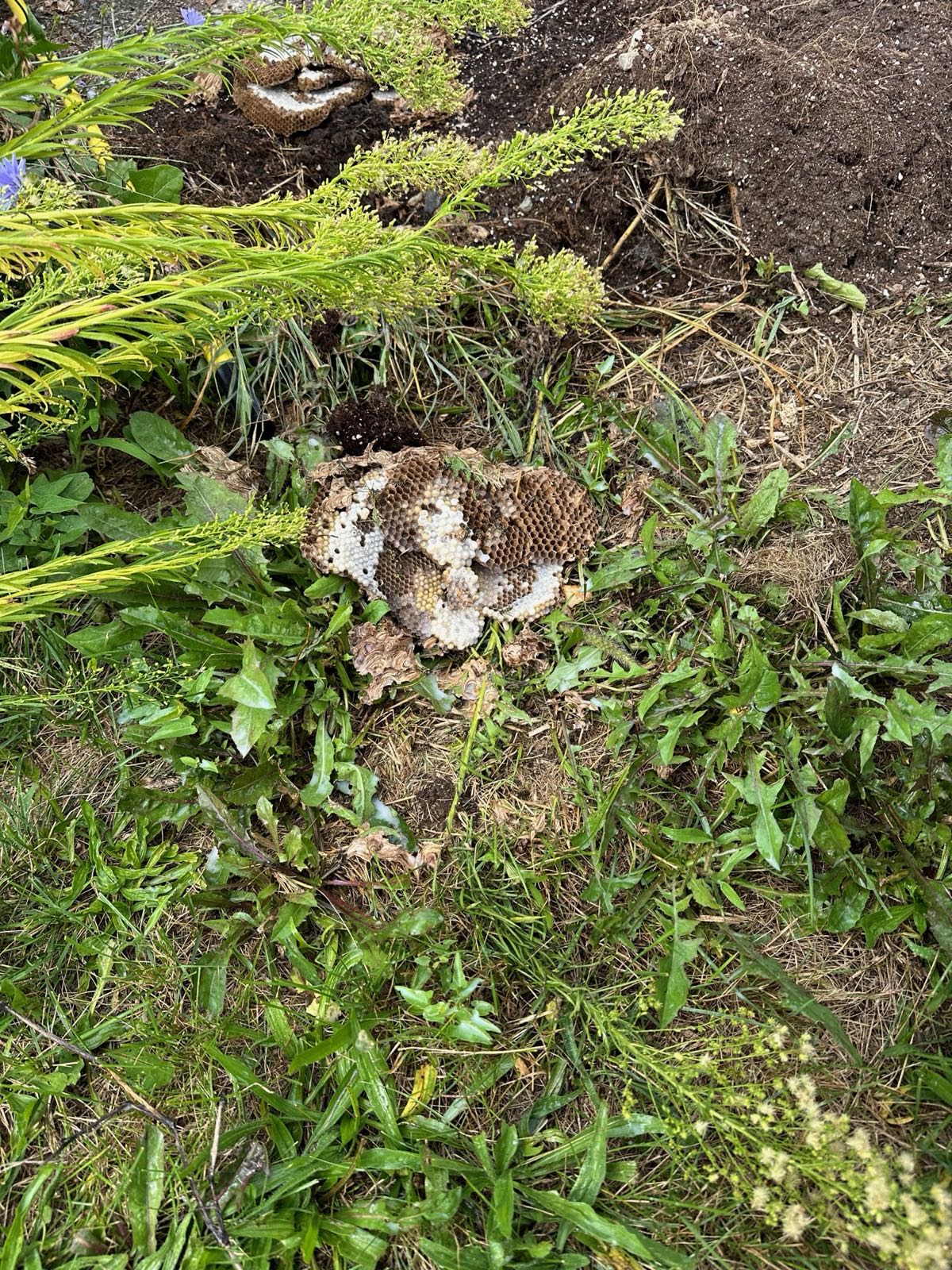 Yellow jacket nest comb in the grass after removal in Central PA