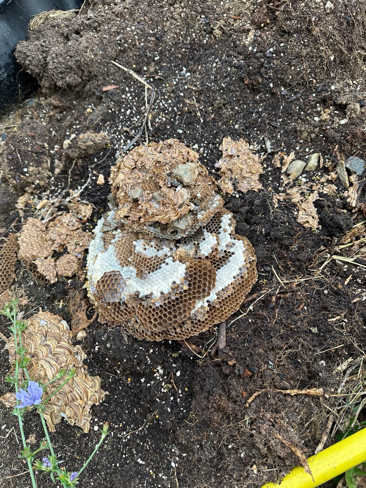 A yellow jacket ground nest dug out of a yard in Central PA