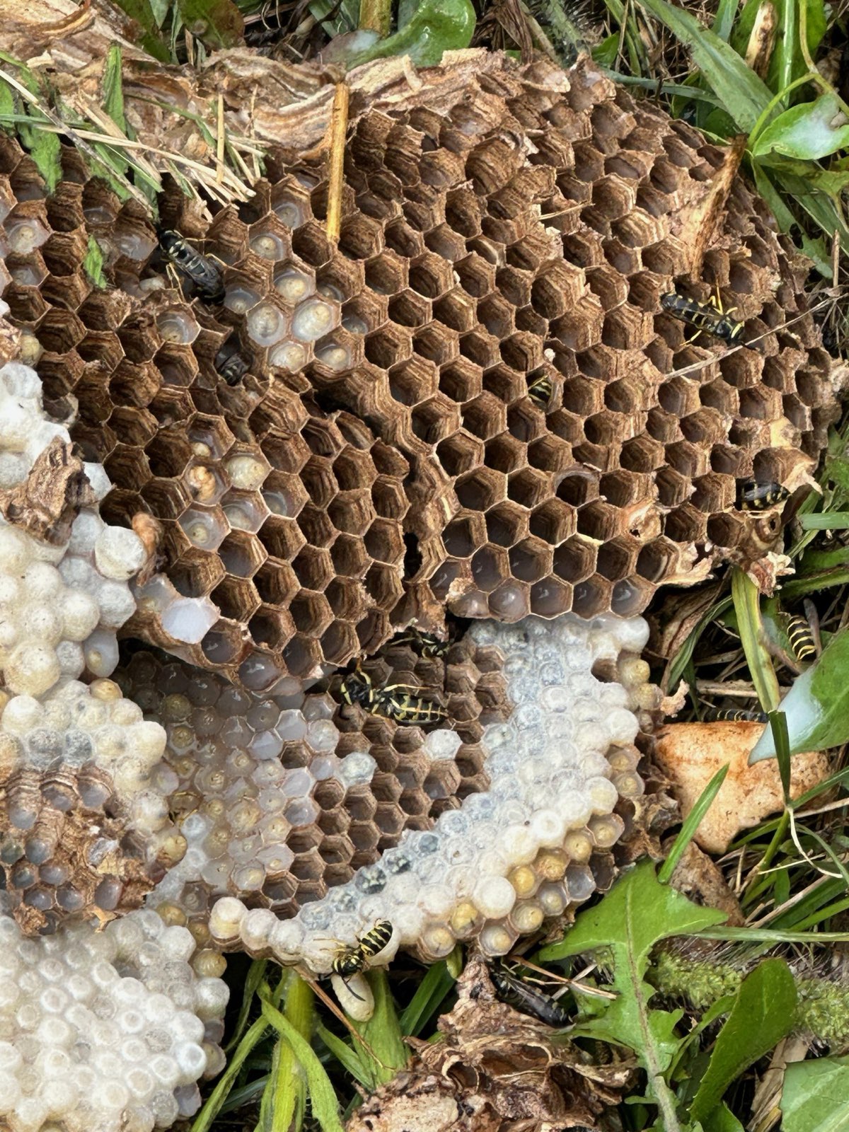 Yellow jacket nest comb full of larvae in Central PA
