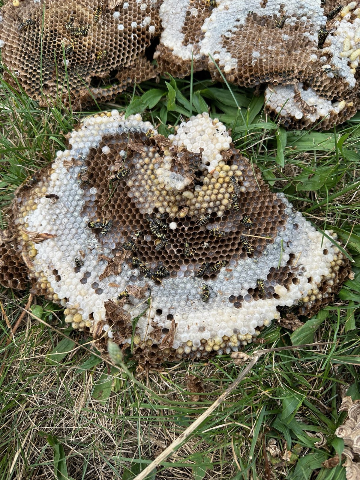 Layers of yellow jacket comb from a removed nest in Central PA