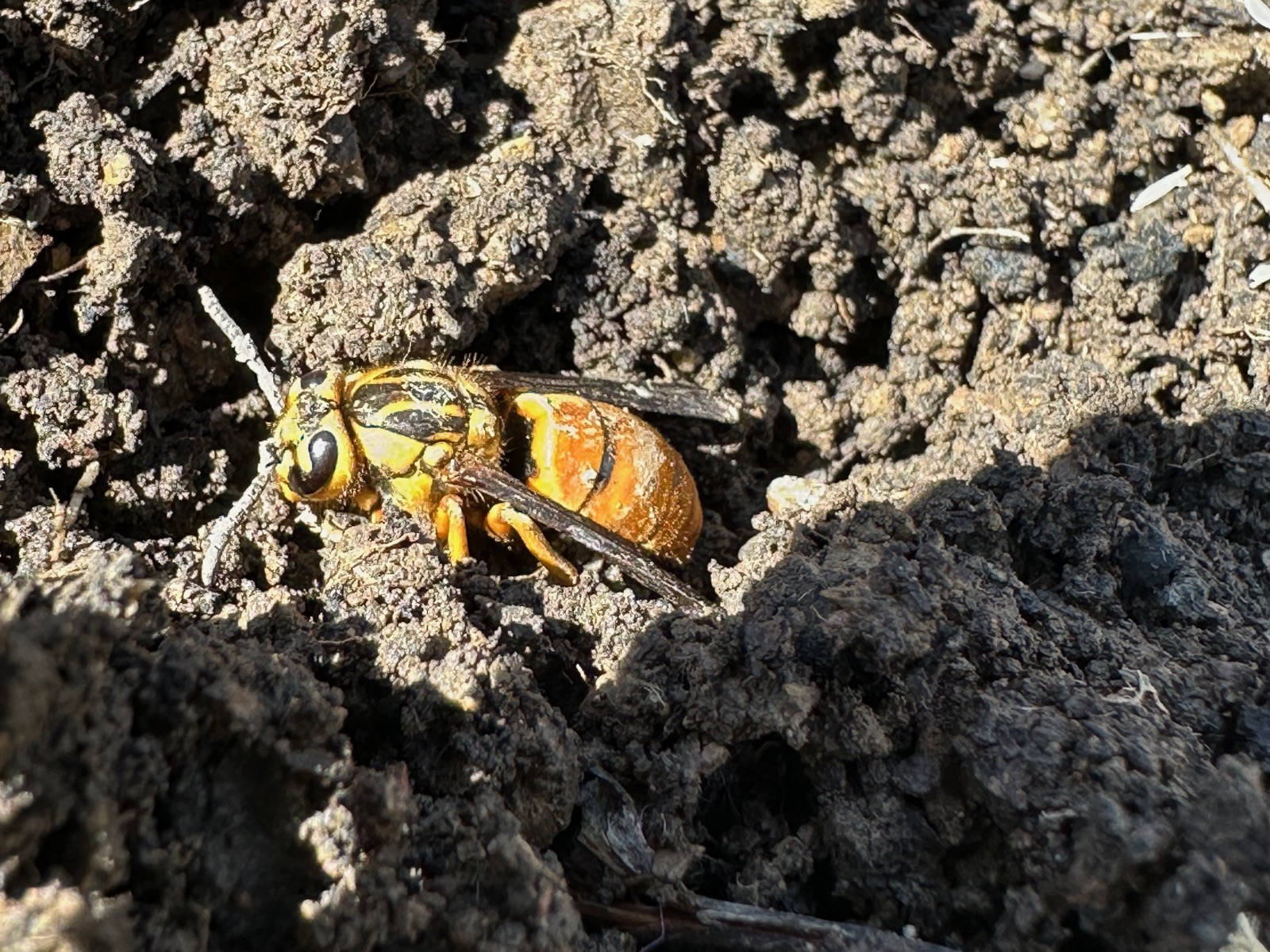 A large yellow jacket queen with an orange abdomen crawling out of loose soil in March in Central PA after overwintering