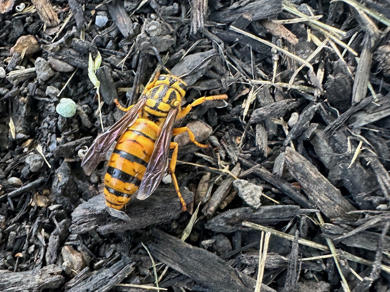 A yellow jacket queen on dark mulch in late May in Central PA, searching for a place to start a nest